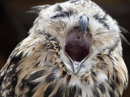 open beak indian eagle owl close up portrait photo