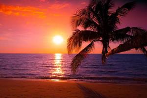 palmera en la playa durante la puesta de sol de una hermosa playa tropical sobre fondo de cielo rosa foto