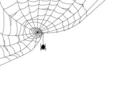 Black spider and web. Scary spiderweb of halloween . Vector illustration
