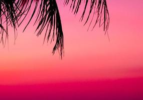 Silhouette of palm tree on beautiful sunset pink color on nature background photo