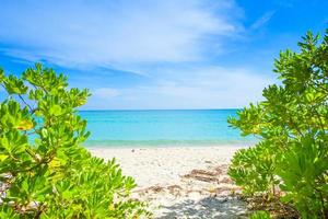 marco de hojas verdes sobre un fondo de playa de mar tropical en concepto de verano foto