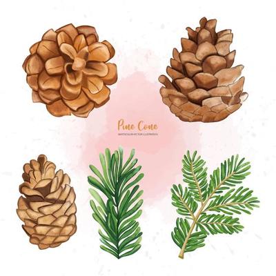 Christmas Pine cone set, Digital paint watercolor illustration