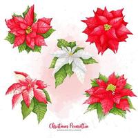 juego de poinsettia de navidad, ilustración de acuarela de pintura digital vector