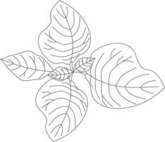 Amaranthus viridis amaranth leaf vector icon black and white