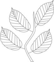 fagus grandifolia icono de vector de hoja de haya en blanco y negro