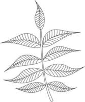 Carya illinoinensis pecant leaf vector icon black and white