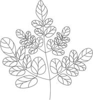 icono de vector de hoja de moringa oleifera en blanco y negro