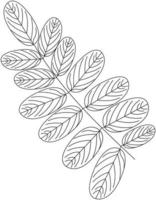 icono de vector de hoja de casia en blanco y negro