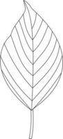 Cornus alternifolia dogwood leaf vector icon black and white