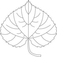 Populus tremula aspen leaf vector icon black and white