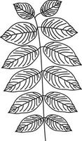 Juglans nigra black walnut leaf vector icon black and white