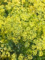 above view of yellow flowers on blossoming dill photo