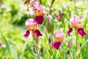 tall bearded iris flowers on lawn photo