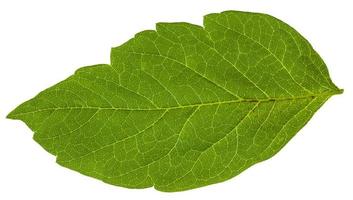 green leaf of Acer negundo maple ash tree photo