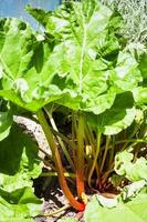 ripe Rheum plant rhubarb, pieplant in garden photo