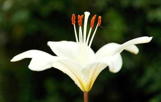 vista lateral de la flor blanca lilium candidum foto