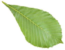 back side of Aesculus horse chestnut green leaf photo