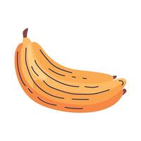 fresh bananas fruits vector