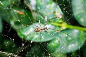 Araña en telaraña entre hojas buxus foto