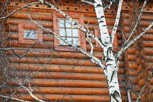 abedul cerca de la casa de troncos de madera en primavera foto