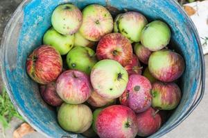 top view of bucket with fresh windfall apples photo