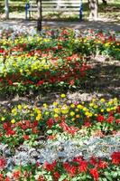 macizo de flores con flor de clavel y planta de cineraria foto