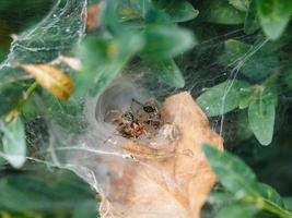 garden spider in cobweb close up photo