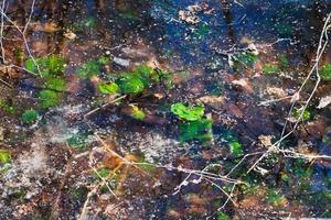 frozen puddle in early spring photo