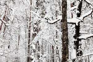 troncos de árboles cubiertos de nieve en el bosque de invierno foto