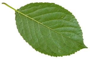 back side of green leaf of wild cherry tree photo