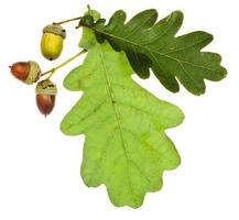 green oak leaves and acorns photo