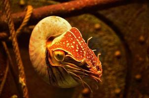 Nautilus shell under water photo