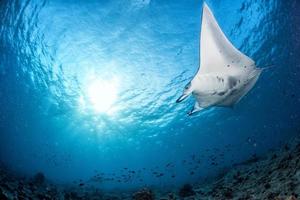 Manta in the blue background photo