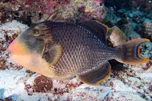Trigger fish titan defending its nest underwater photo