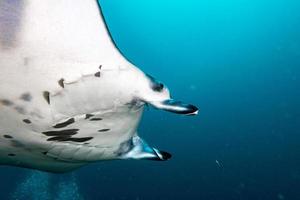 Manta in the blue ocean background portrait photo