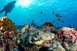 Giant oceanic Box puffer fish underwater portrait photo