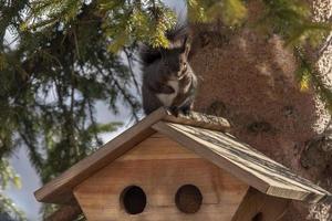 black european squirrel close up photo