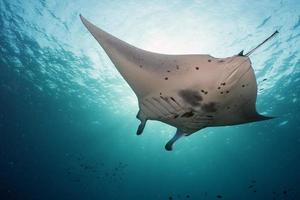 Manta underwater in the blue ocean background photo