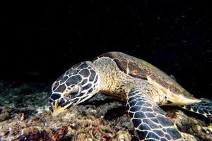 green turtle eating underwater on the black photo