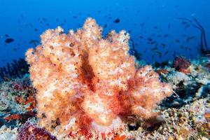 panorama del paisaje submarino de la pared de coral blando alcionario foto