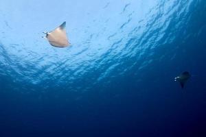 Manta in the blue ocean background portrait photo