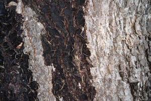 pine bark texture wet and dry close up detail photo