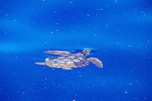 sea turtle in micro plastic sea photo