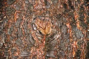 textura de corteza de pino mojado y seco detalle de primer plano foto