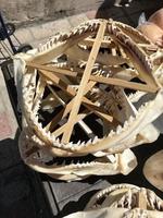 Shark Jaws for sale in shop photo