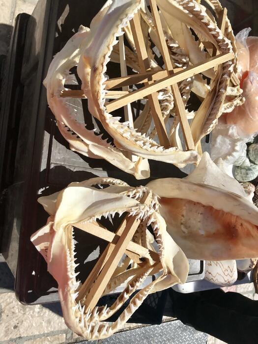 Shark Jaw Stock Photos, Images and Backgrounds for Free Download