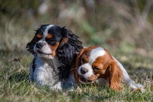 chevalier rey cachorro recién nacido bebé retrato foto