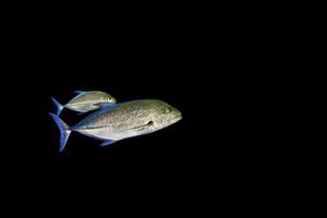 Giant trevally tuna caranx fish photo