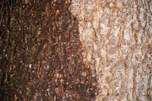 pine bark texture wet and dry close up detail photo