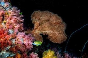 Alcyonarian Soft Coral underwater landscape colorful view photo